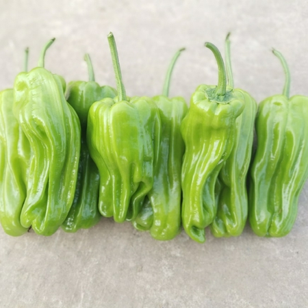 玉玲珑二号